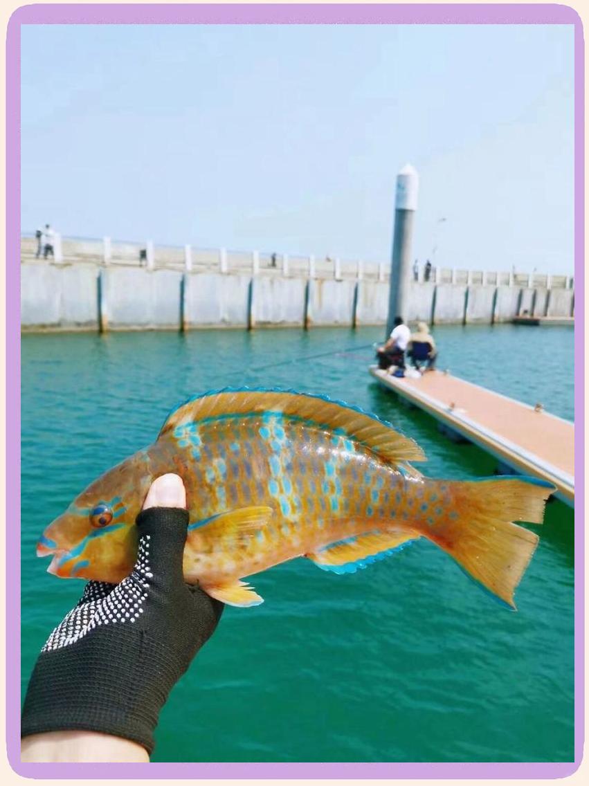 深圳租船出海海钓(深圳出海渔船)