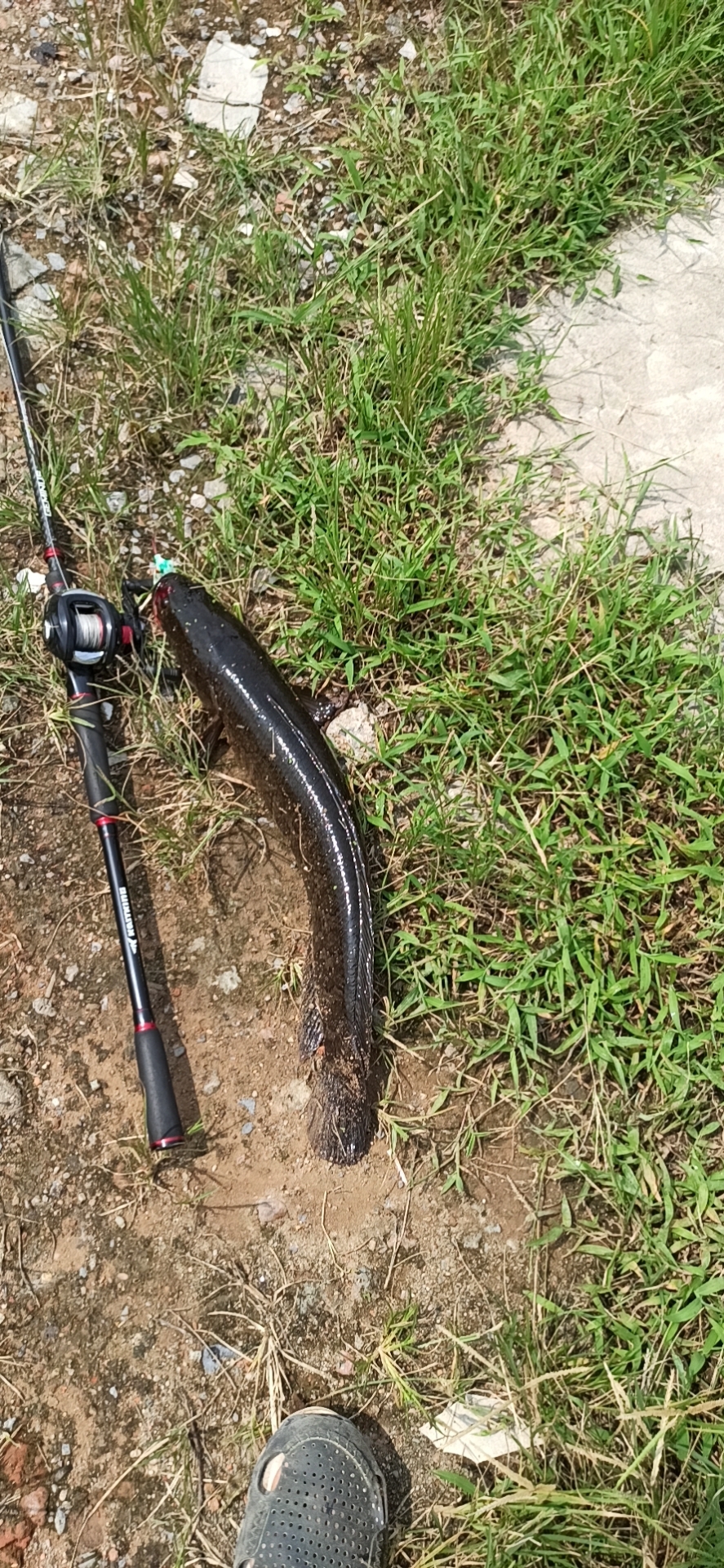武汉路亚黑鱼(路亚黑鱼的十大绝招)