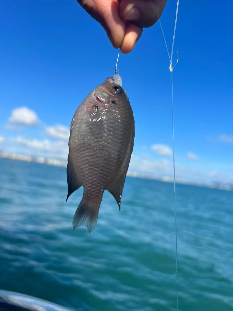 大梅沙海钓鱼种(大梅沙海滨栈道可以赶海吗)