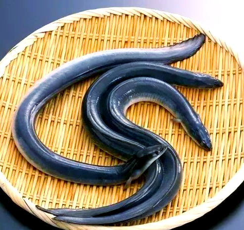 路亚鳗鲡(fishman路亚竿)