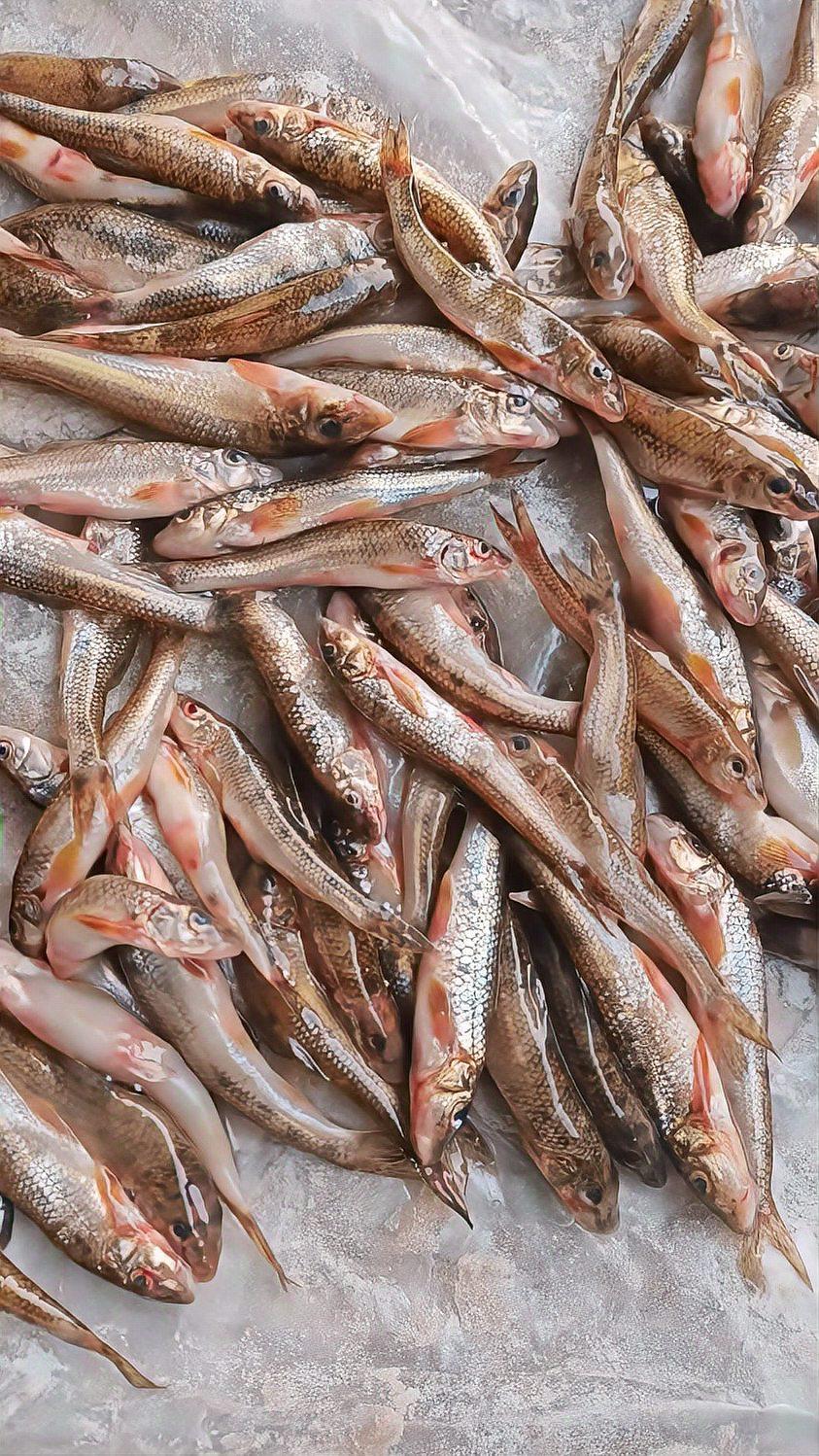 船丁鱼饵料(船丁鱼钓法)