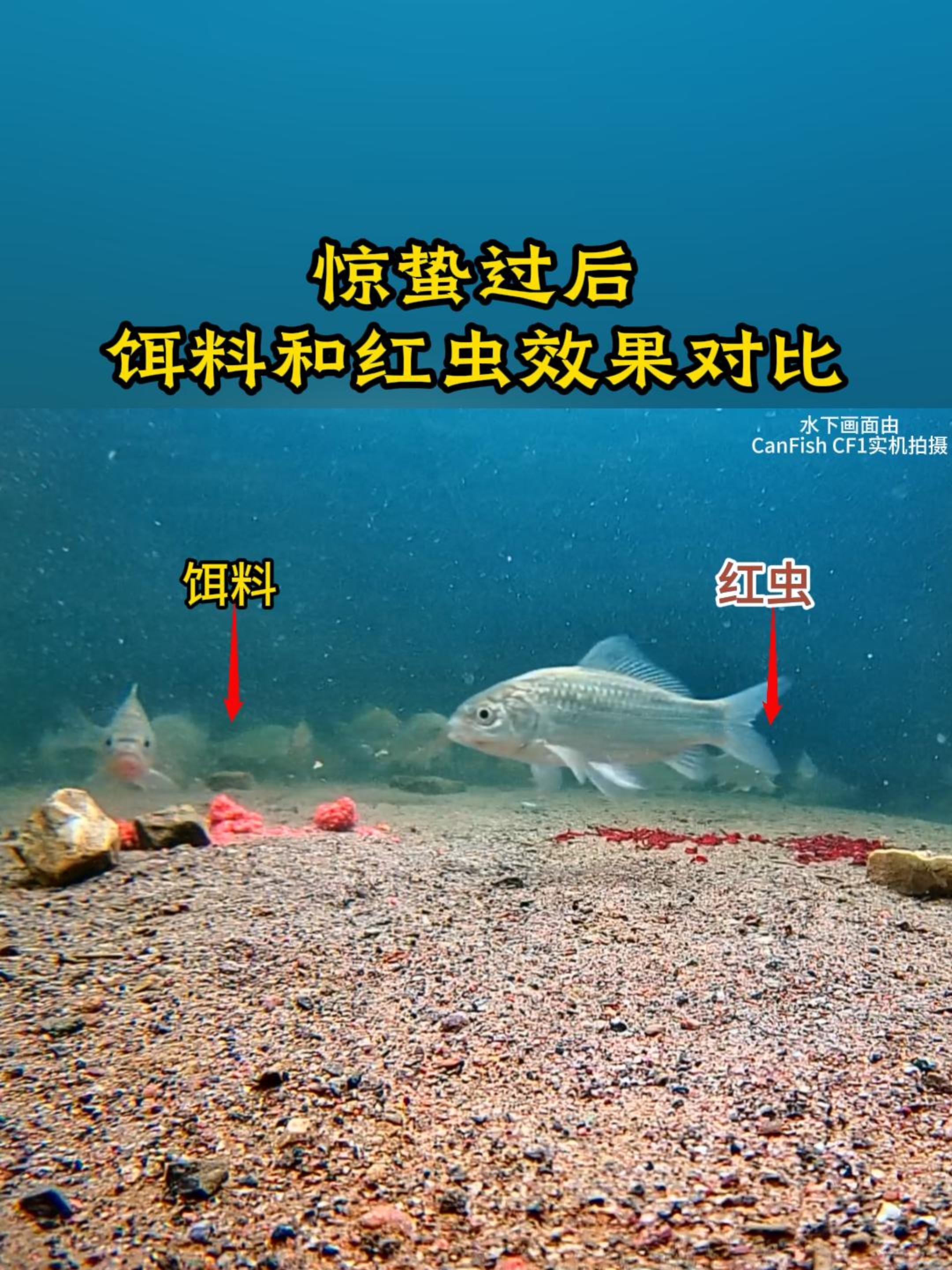 如何变红饵料(如何变红饵料的颜色)