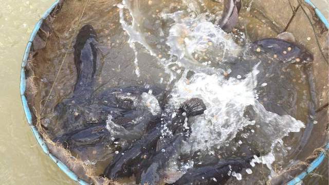 肥水钓鲤鱼用饵料技巧(肥水钓鲤鱼用什么小药)