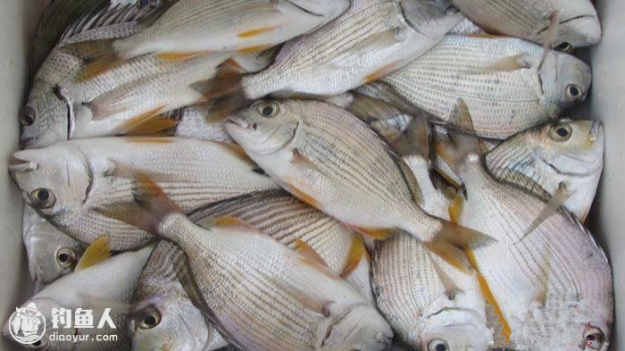 大连海钓鲻鱼(大连海钓鲻鱼钓法)
