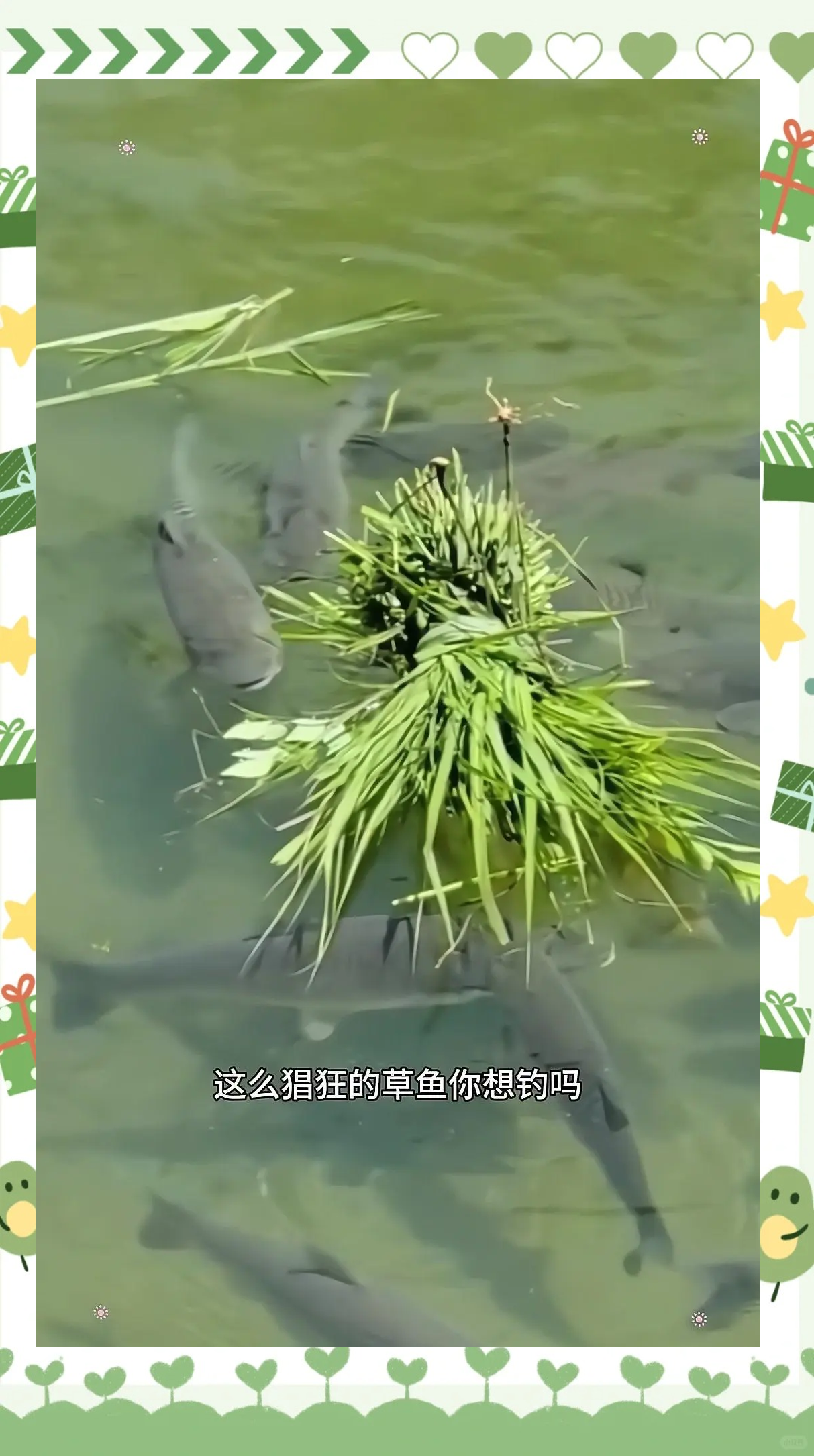 钓滑口草鱼技巧(如何钓滑口草鱼)