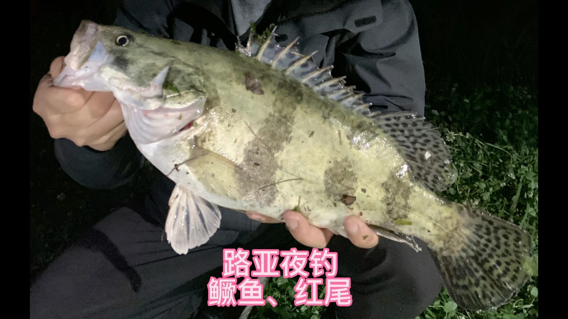 夜钓桂鱼技巧(夜钓桂鱼需要灯光吗)