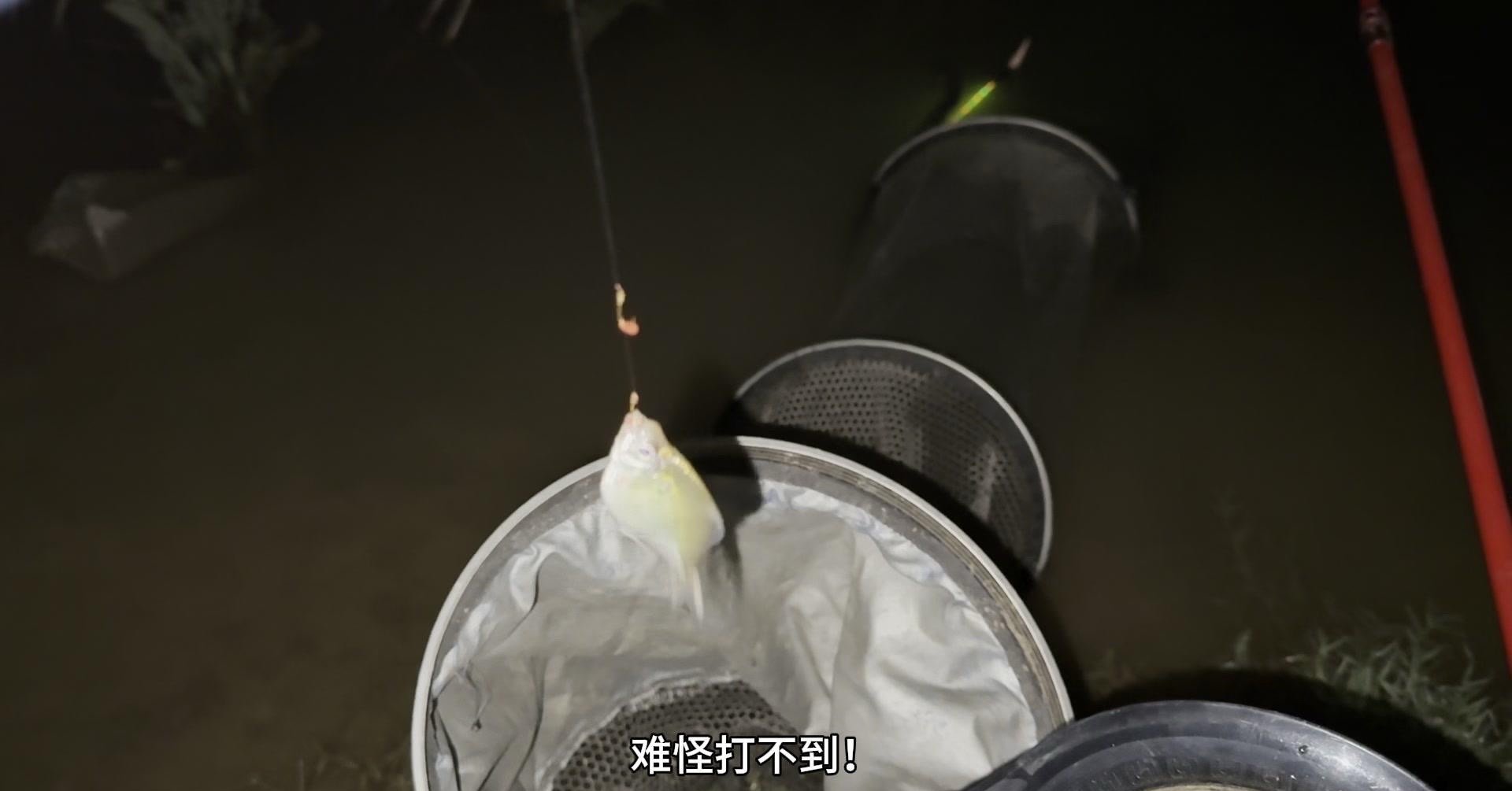 摊钓技巧图片欣赏(抖音锦鲤鱼)