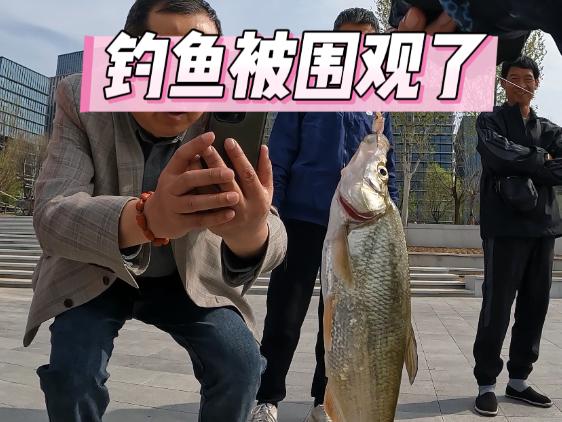 路亚小青梢(初春路亚青梢)
