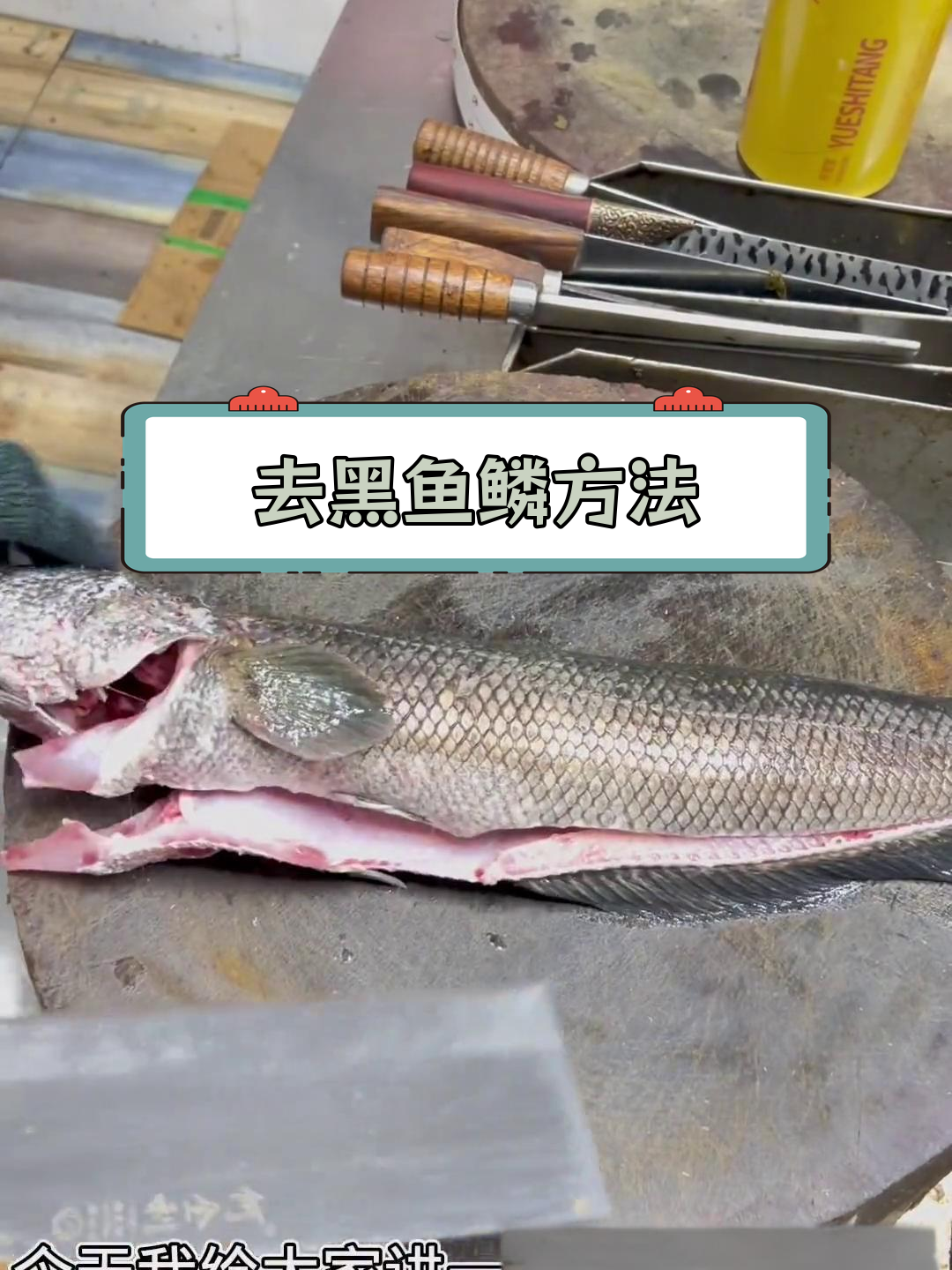 射黑鱼技巧(射黑鱼的最佳季节)