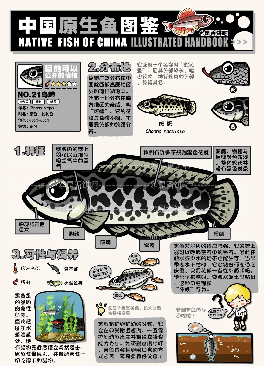 射黑鱼技巧(射黑鱼的最佳季节)