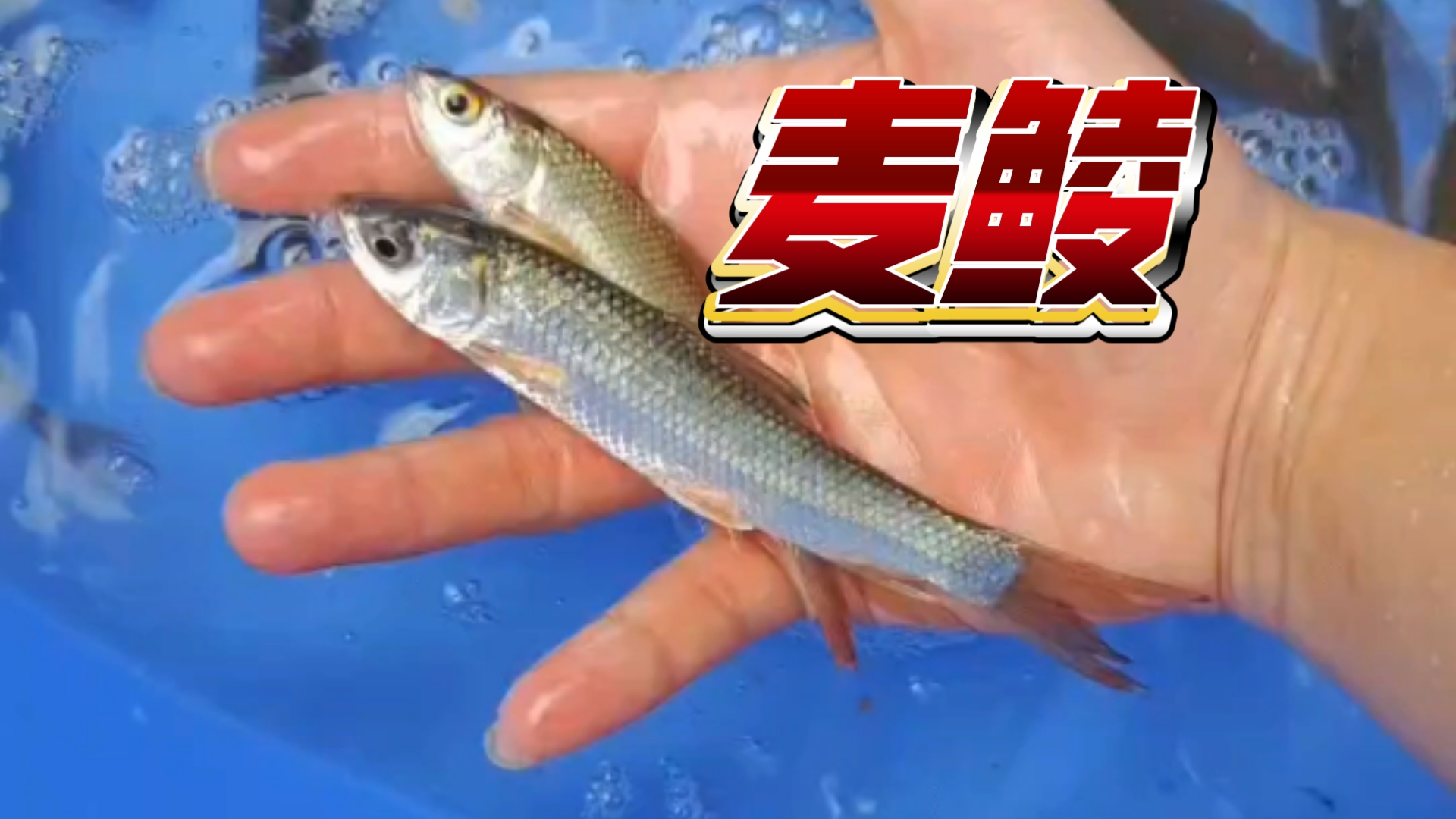 麦鲮绝杀饵料(麦鱼钓法)