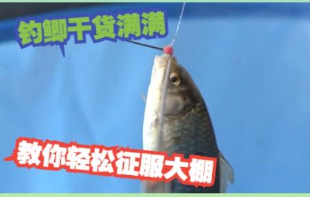 北方冬季大棚钓鱼技巧(北方冬季大棚钓鱼技巧图解)