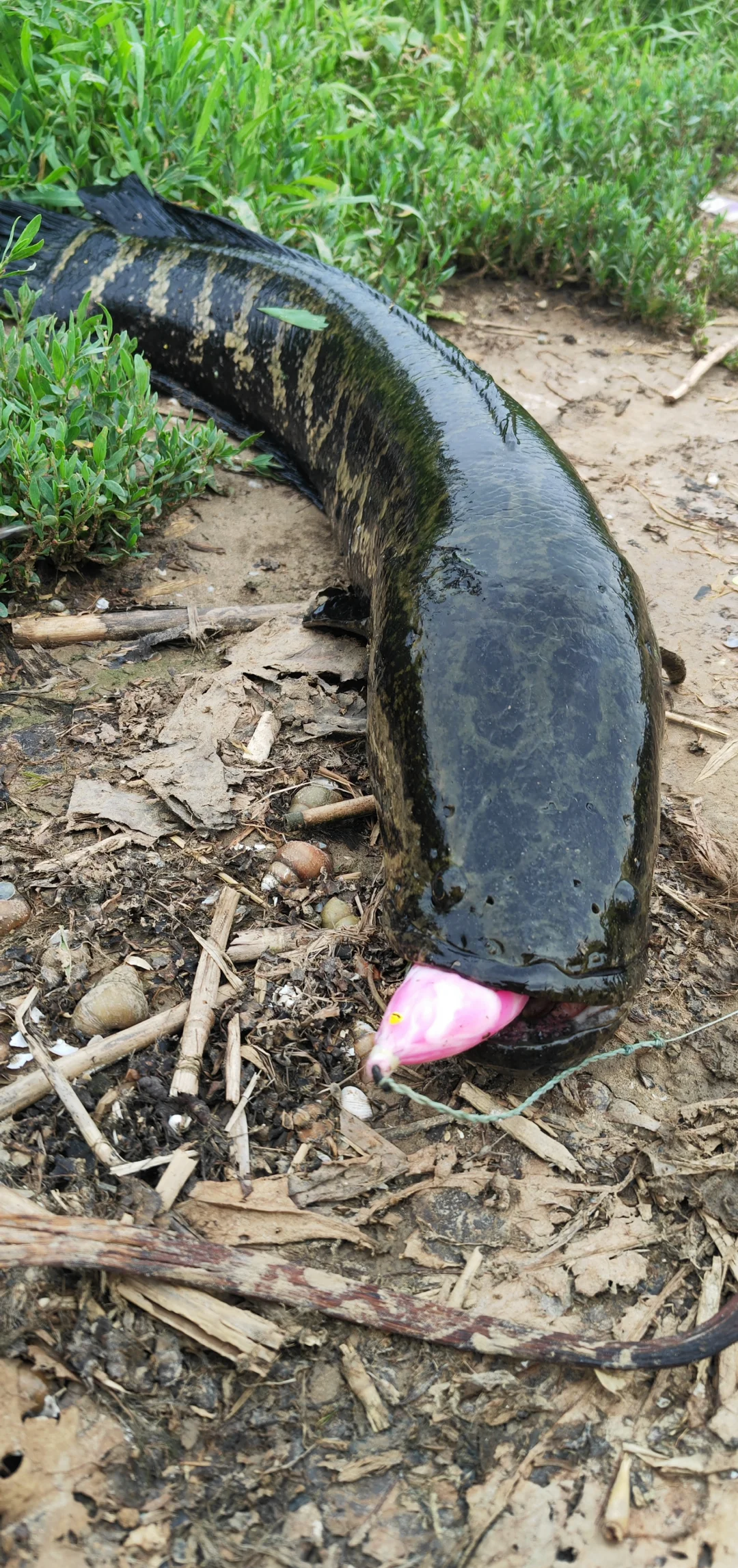 地插钓黑鱼技巧(地插钓黑鱼用什么鱼钩好)