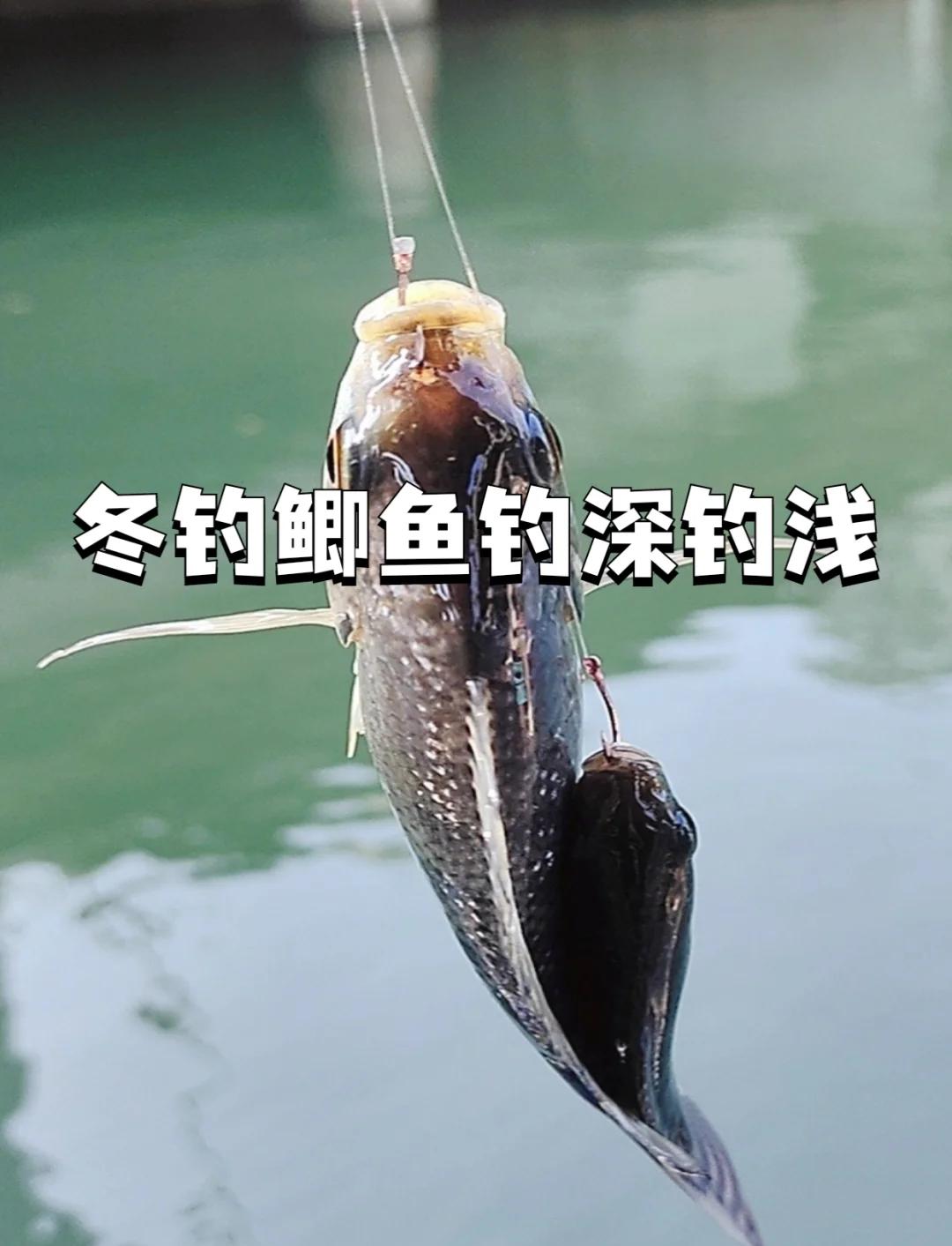 冬季下雨钓鲫鱼技巧(冬季下雨钓鲫鱼技巧视频)