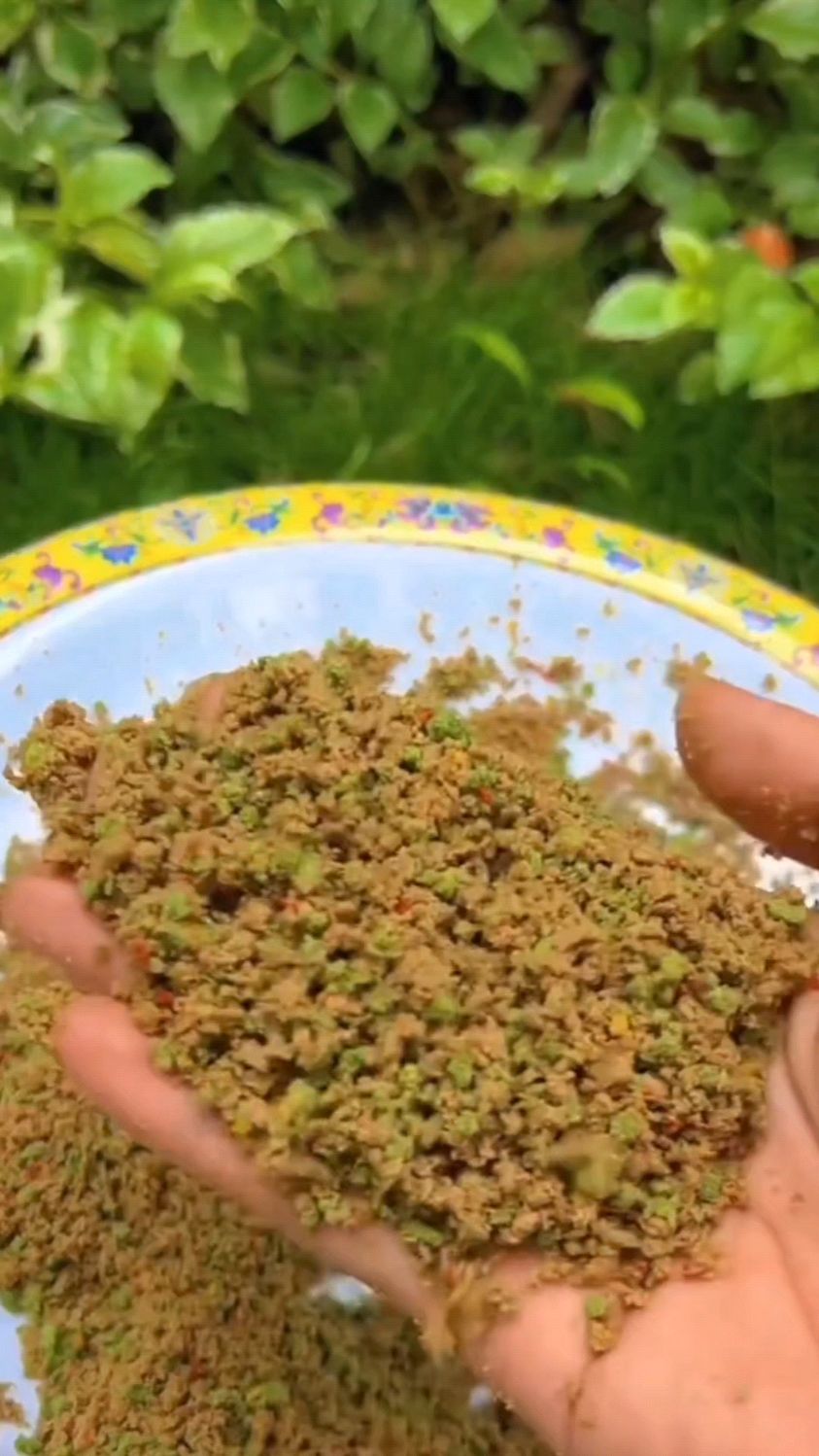 秋季草鱼饵料(秋季草鱼饵料怎么配)
