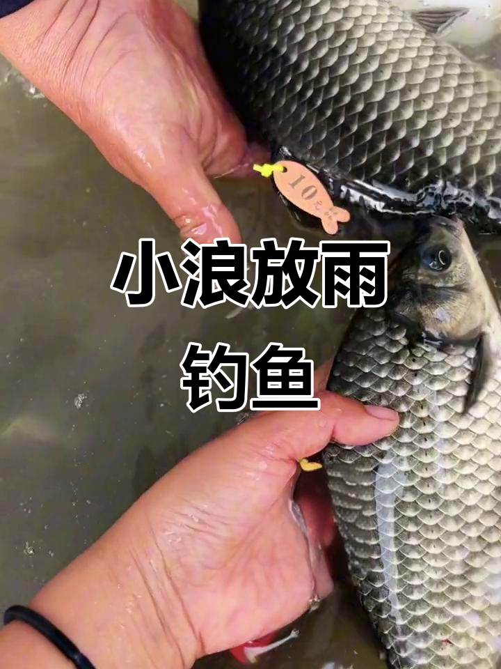 雨天钓鲫鱼技巧(小雨天怎么钓鲫鱼)