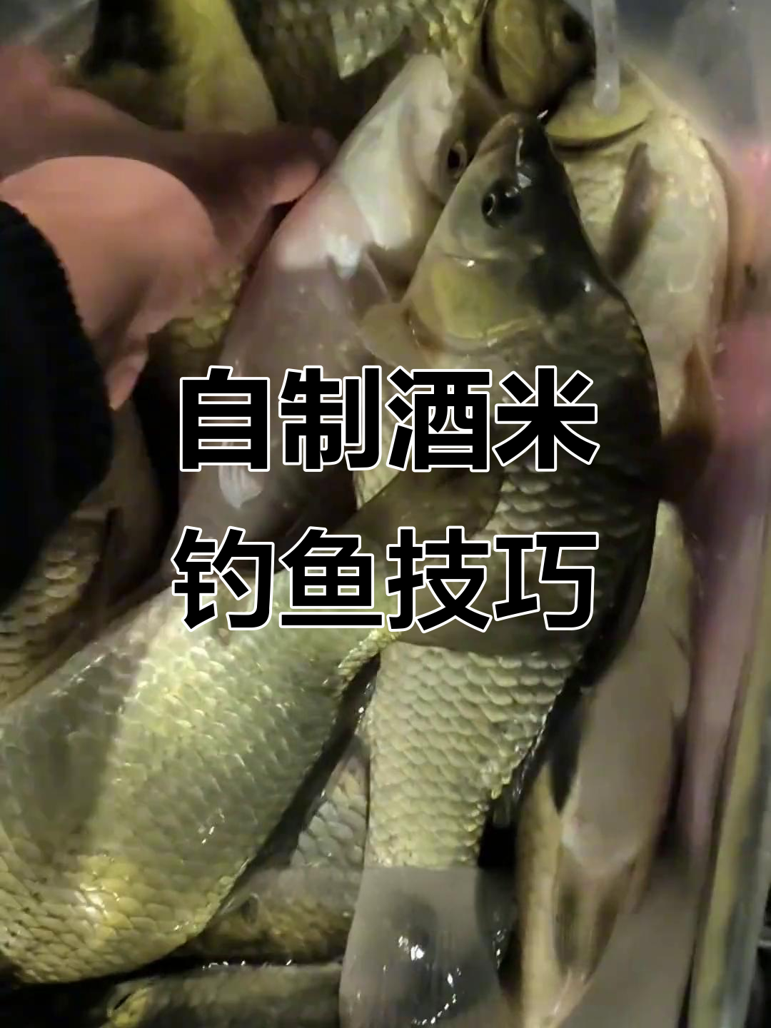 啤酒和饵料钓鱼(饵料加啤酒)