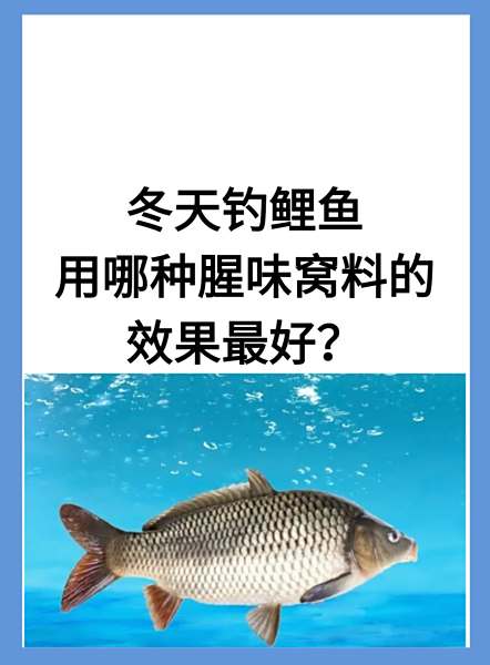冬季大棚新撒鲤鱼技巧(冬季大棚鲤鱼咋钓视频)