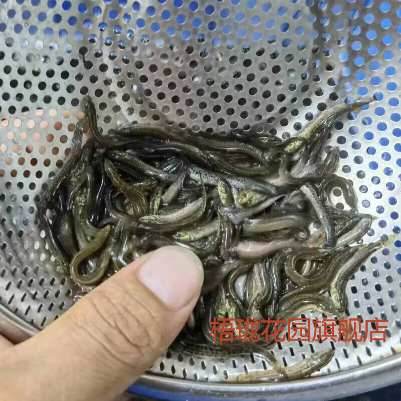 用泥鳅可以海钓吗(用泥鳅可以海钓吗为什么)