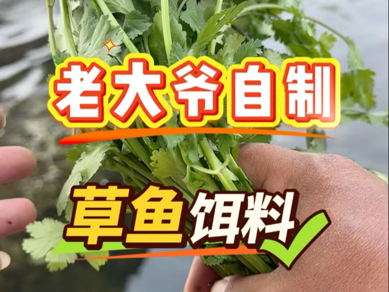 自制草鱼饵料(自制草鱼饵料化氏)