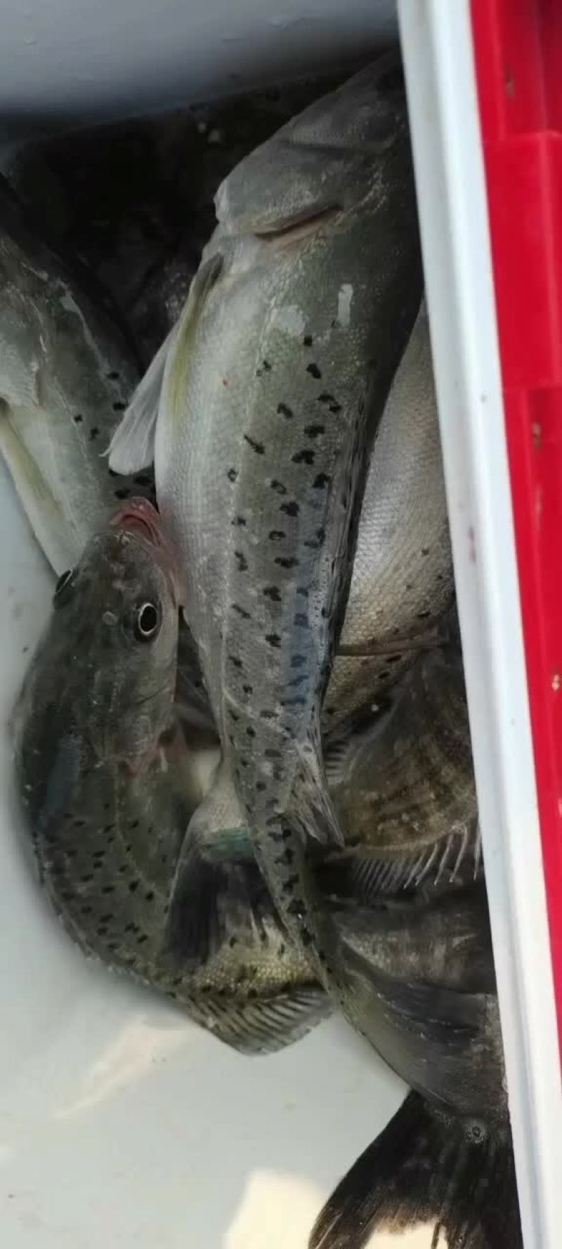 海钓鲈鱼什么水位好钓(钓海鲈最佳水温)