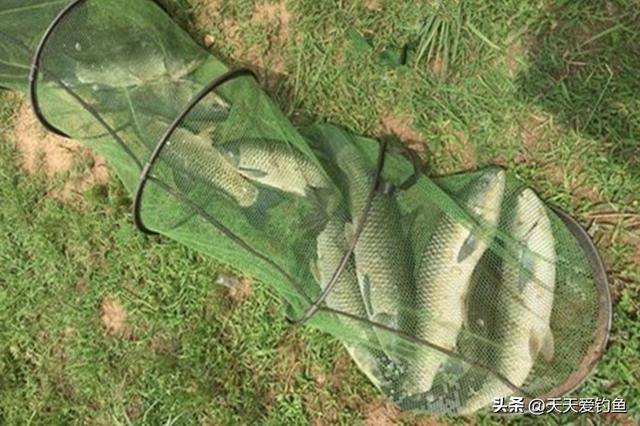 广东江河野钓草鱼技巧(广东江边钓鱼用什么 饵料最好)