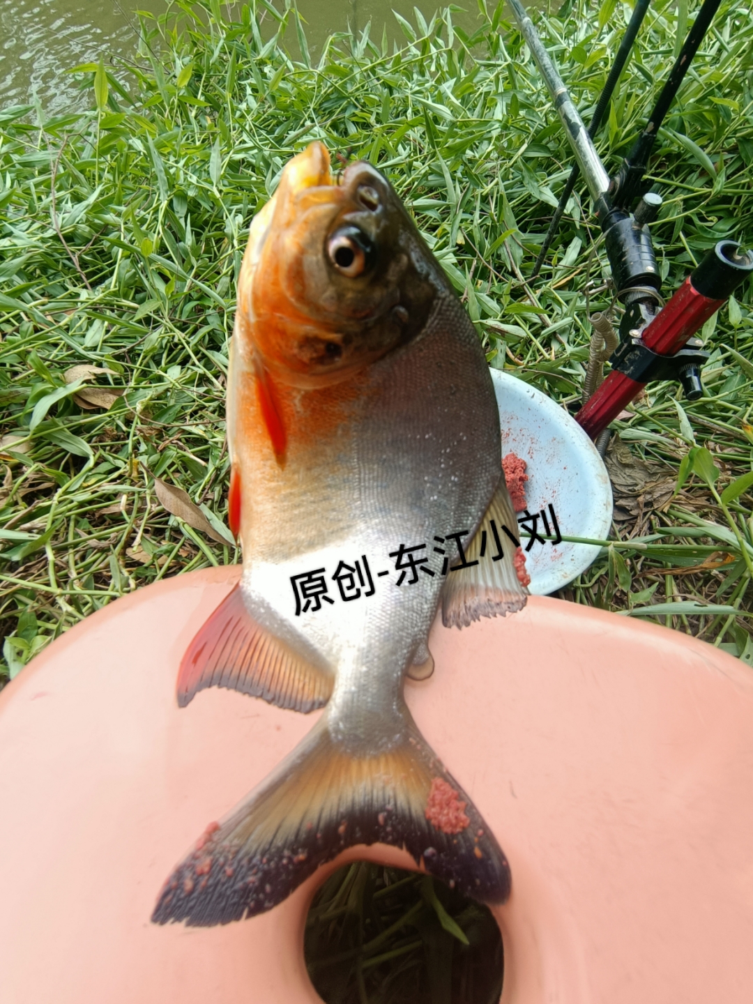 钓红鲳鱼技巧(钓红鲳鱼技巧和方法)