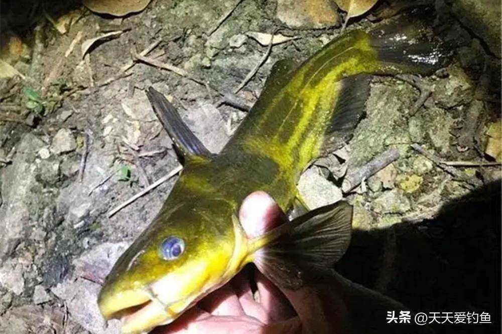 筏竿钓黄颡鱼技巧(筏钓黄脚立线组图解)