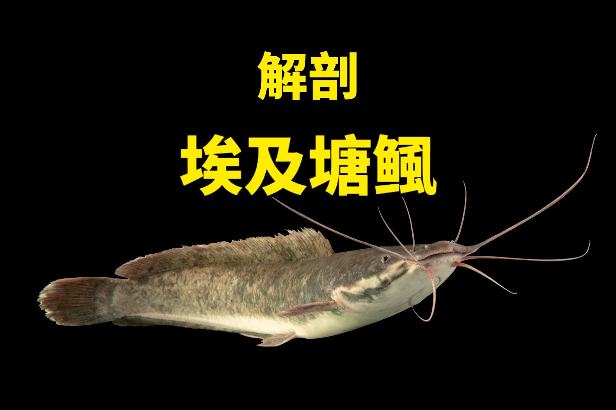 鲶鱼杀鱼技巧视频教程(鲶鱼杀法)