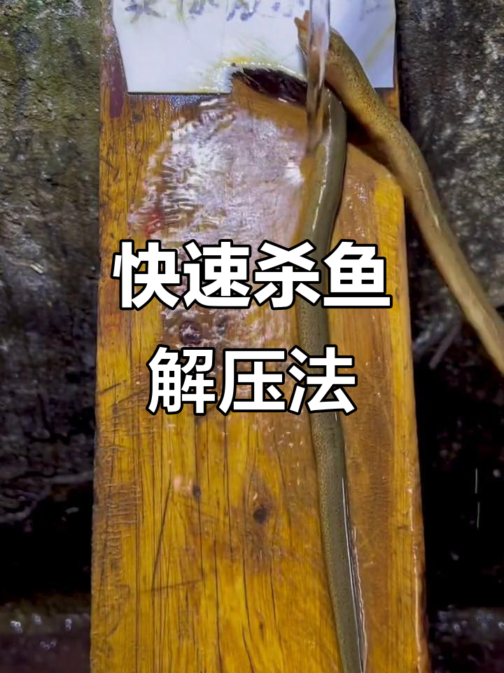 鲶鱼杀鱼技巧视频教程(鲶鱼杀法)