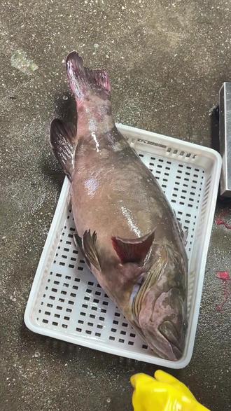 软虫海钓石斑视频(海钓石斑价格)