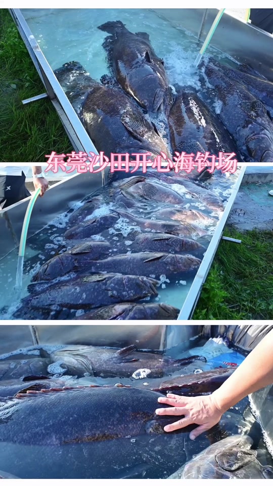 东莞海钓场(东莞哪里有海鱼钓)