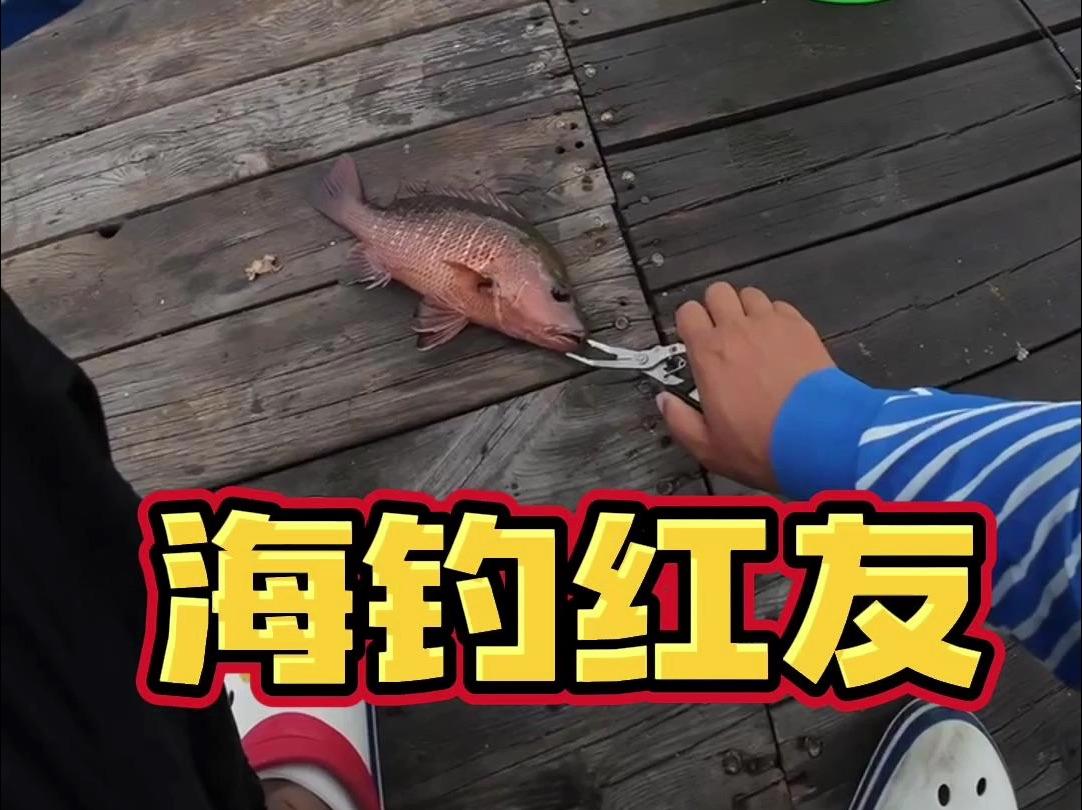 渔排海钓方法(鱼排海钓视频)