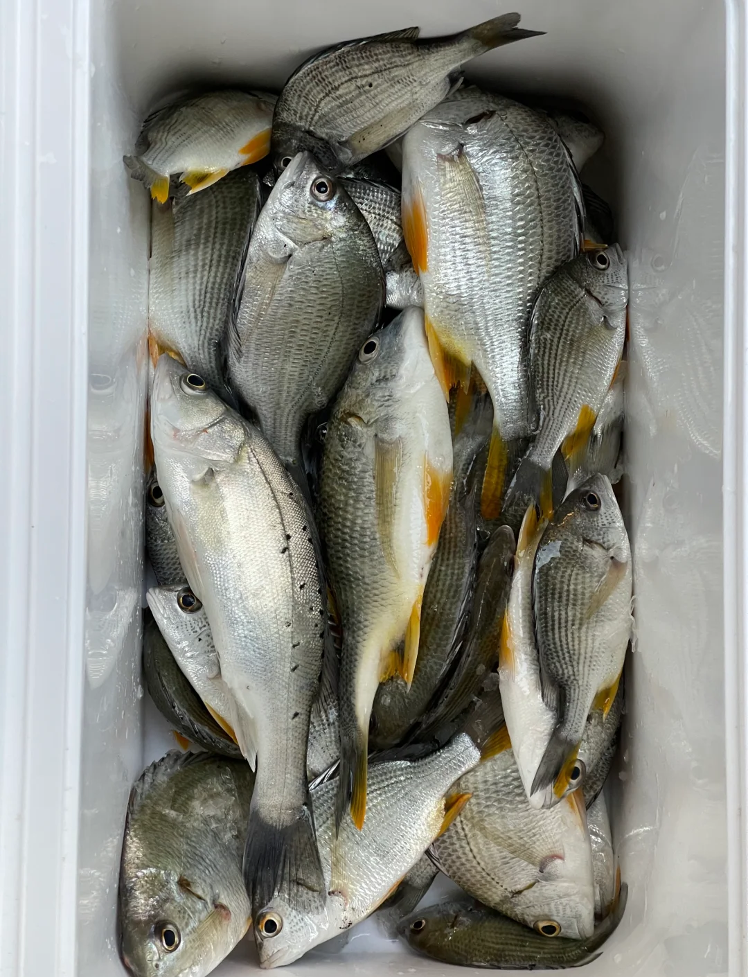 漳州海钓攻略(漳州港海边钓鱼)