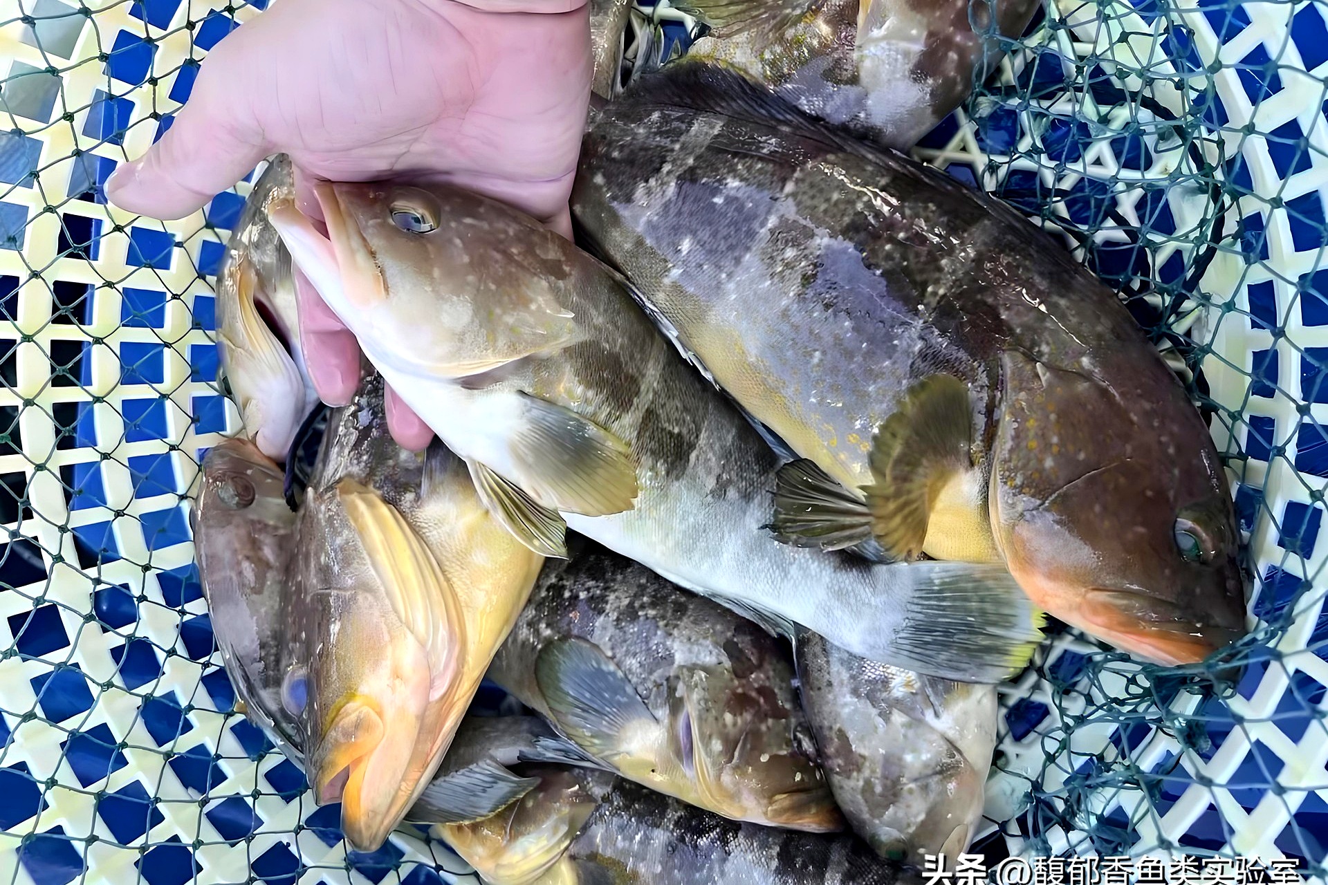 海钓怎样知道中鱼(海钓怎么看有没有鱼)