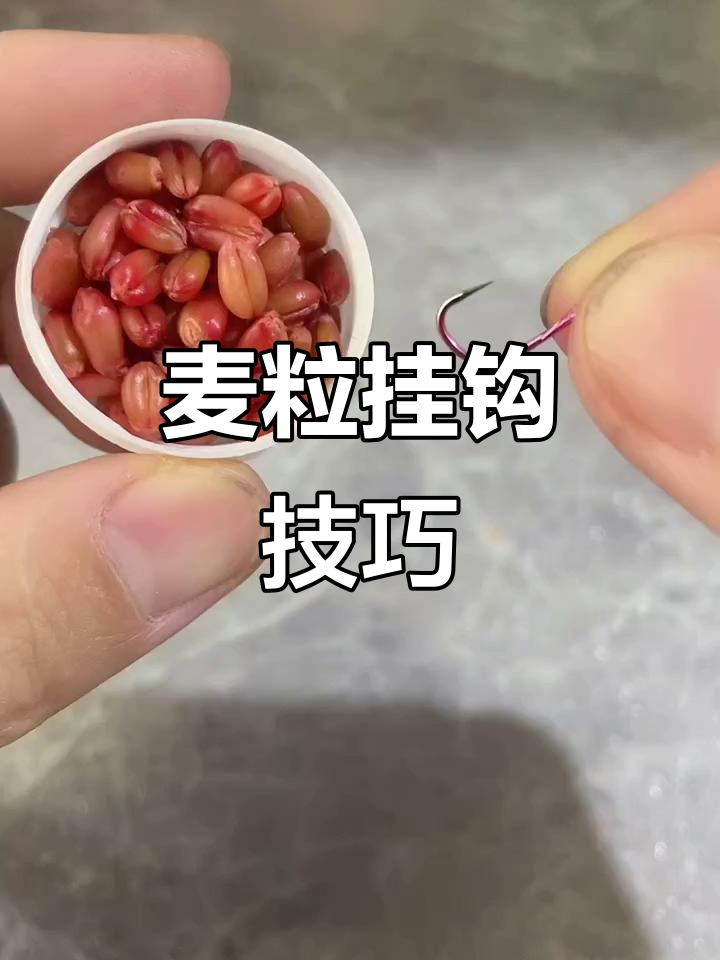 米饭粒钓鱼技巧(米饭粒钓鱼技巧和方法)