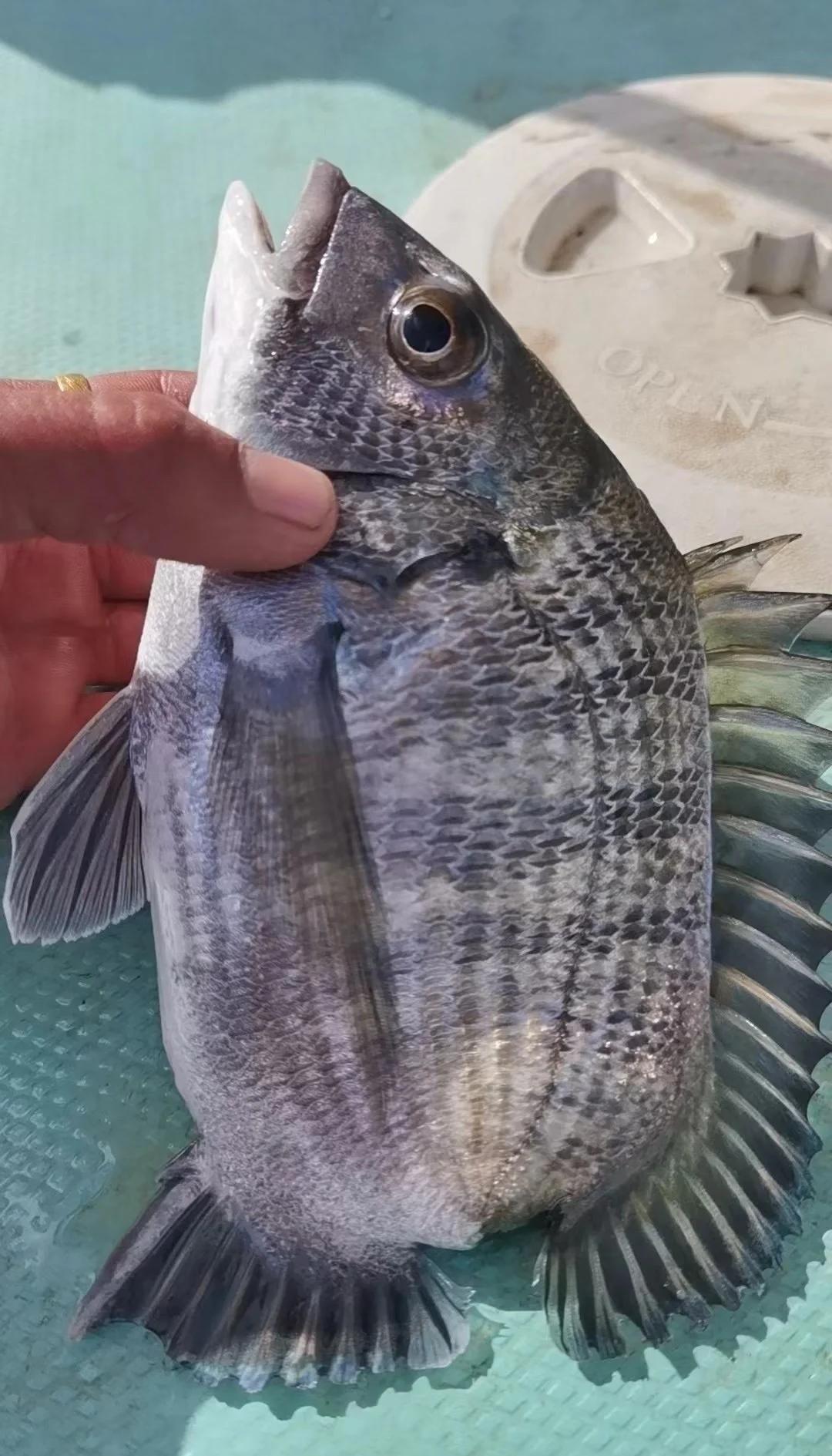 营口北海海钓(辽宁营口北海新规划)