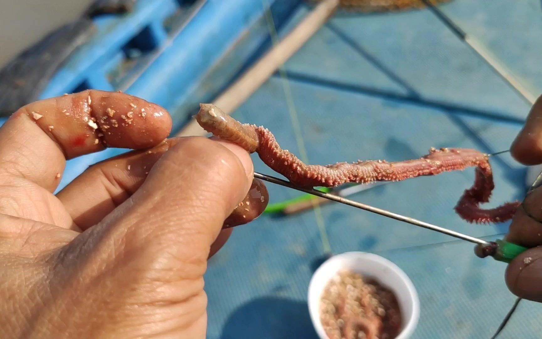 海钓沙蚕饵料(沙蚕能钓钓海鲈鱼吗)
