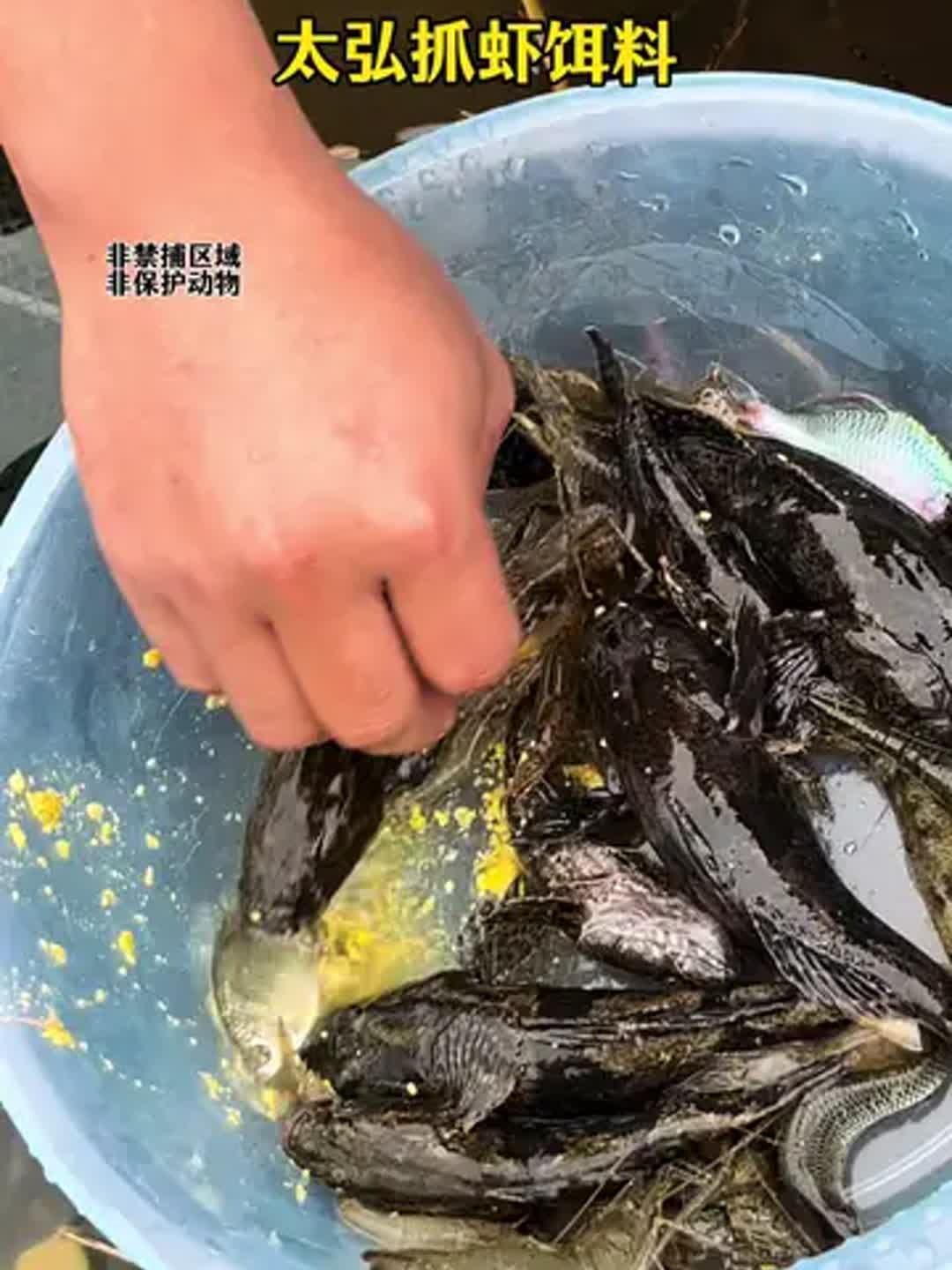 水库虾捕捉技巧(水库捕虾犯法嘛)