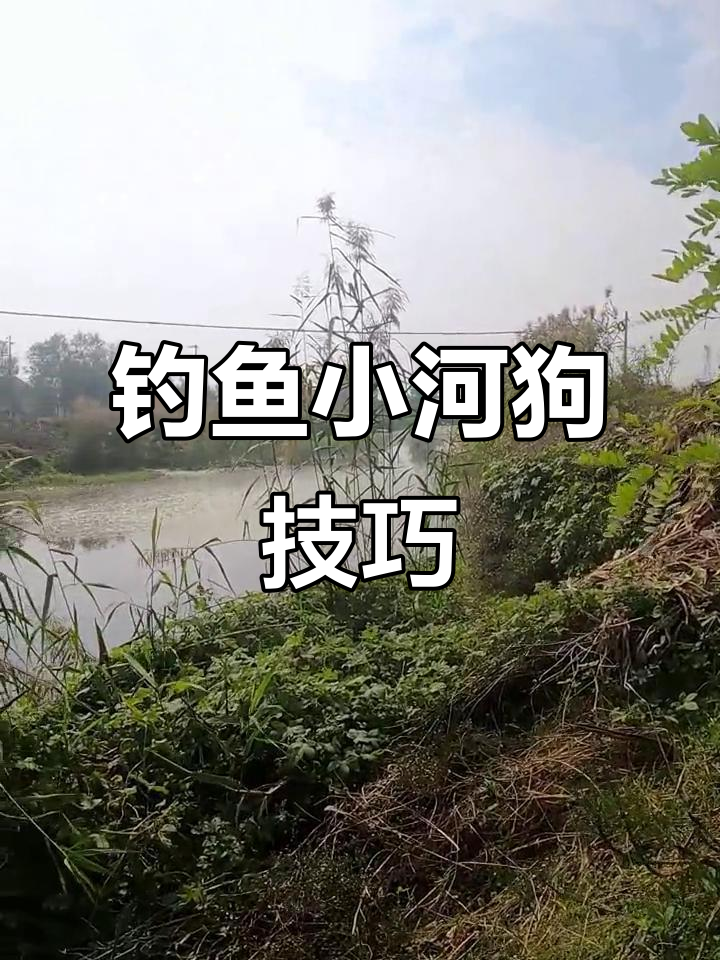 芦苇边钓鱼技巧(芦苇边怎么选钓位)