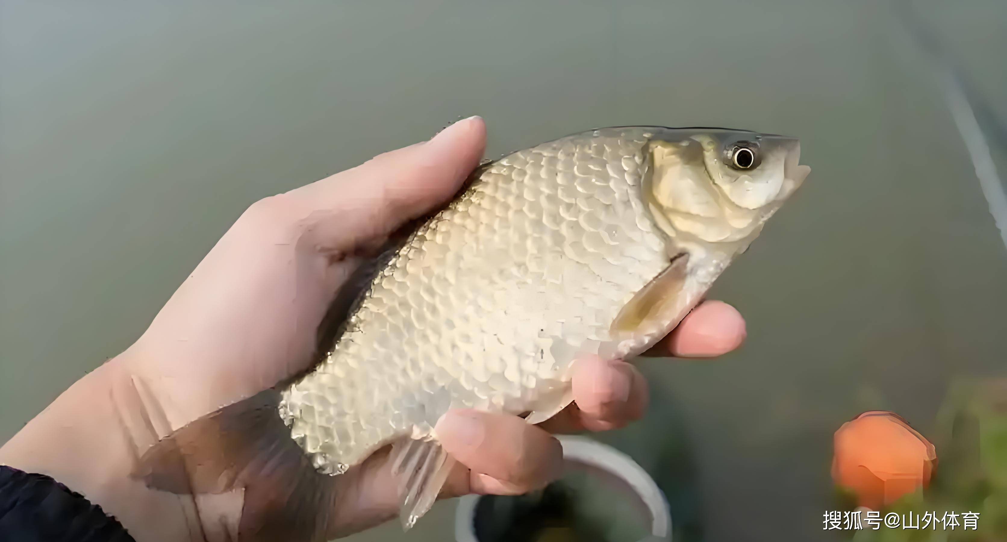 秋分釣鲫鱼技巧(泡沫逗钓鲫鱼手法及技巧)