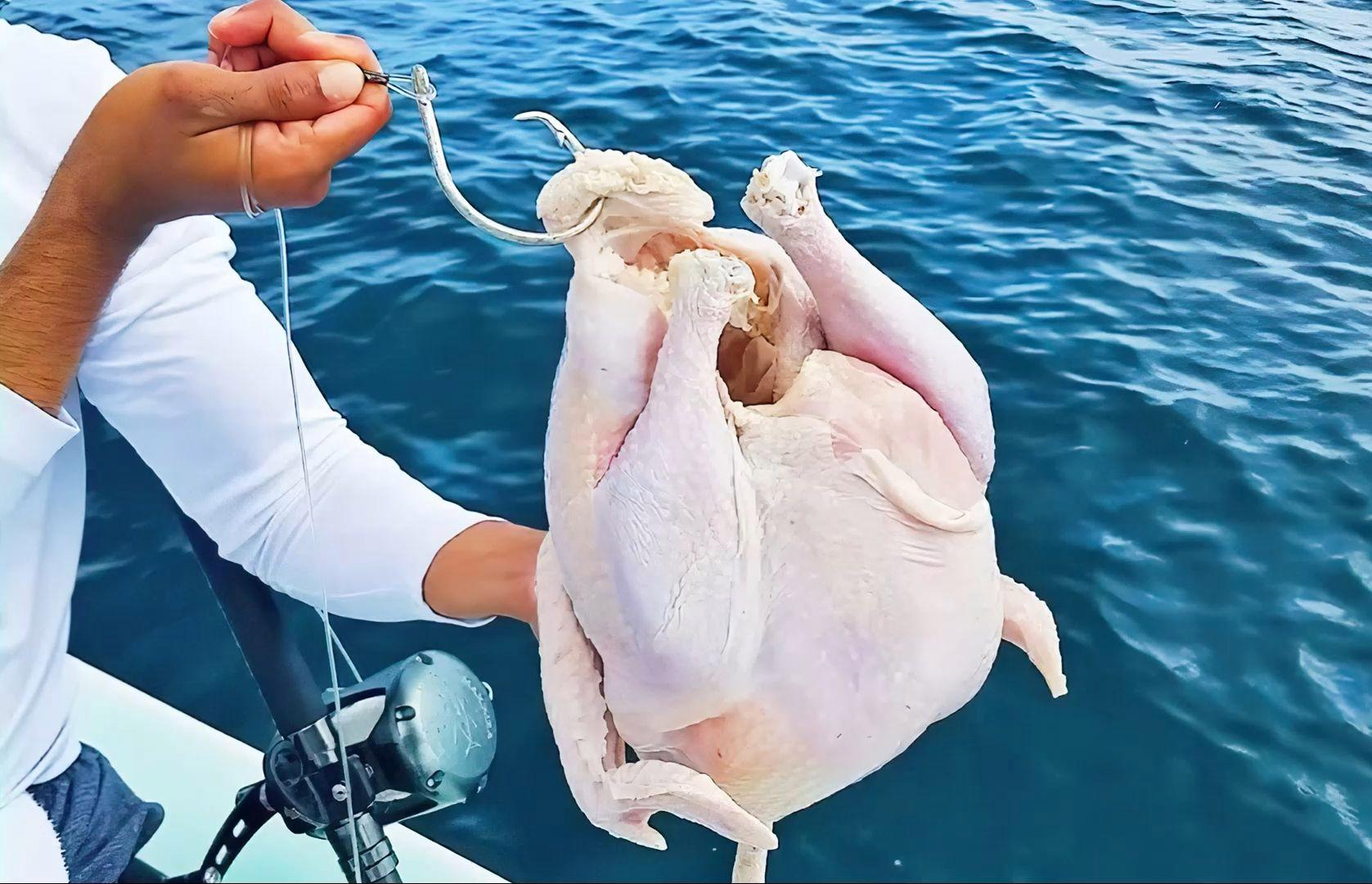 海钓旗鱼攻击(钓旗鱼用多少号的鱼竿)