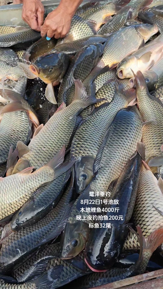 筏钓钓鲤鱼的技巧(筏钓如何让鲤鱼进窝)