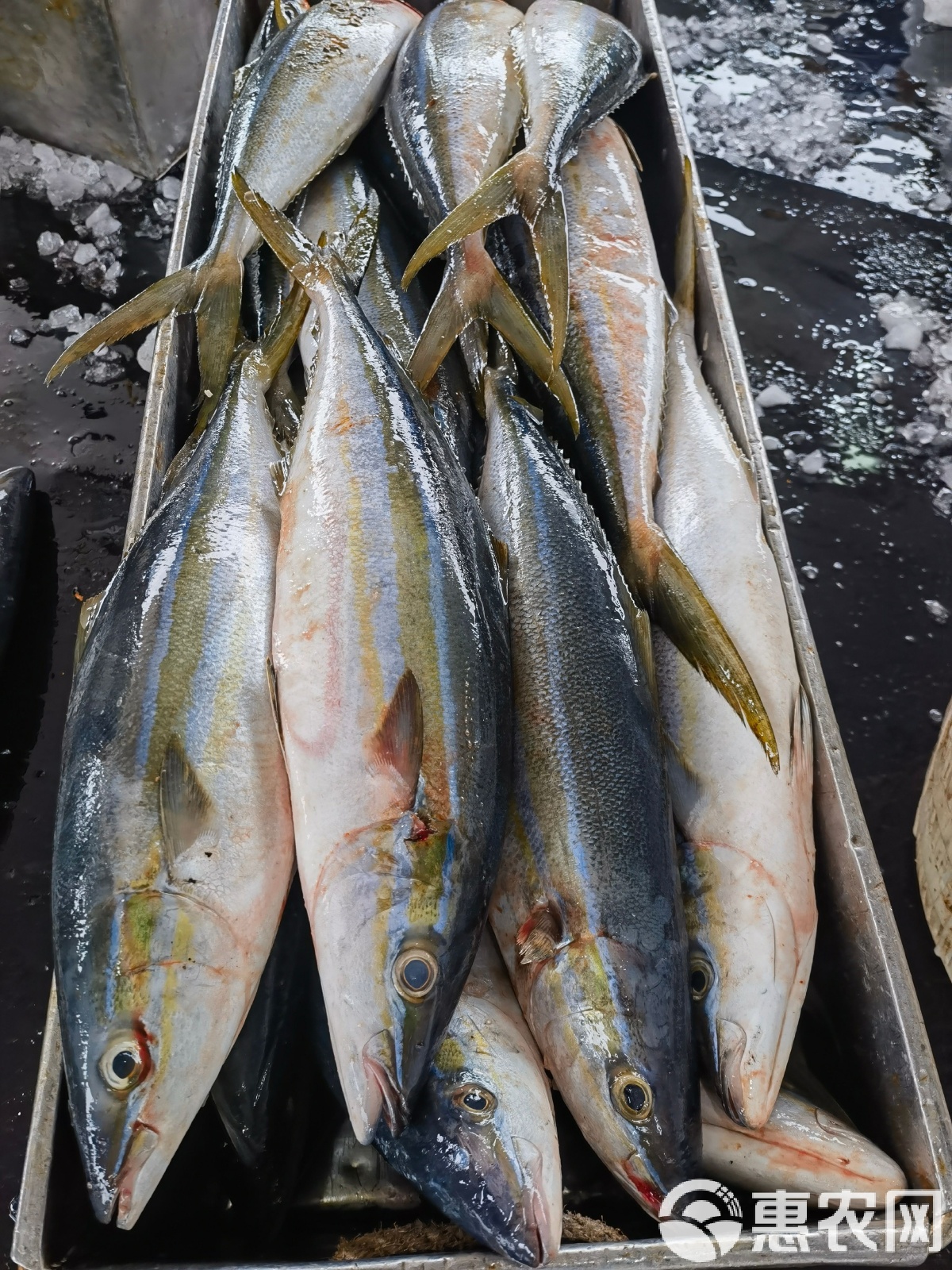 海钓大鮸鱼(海里鲮鱼怎么钓)