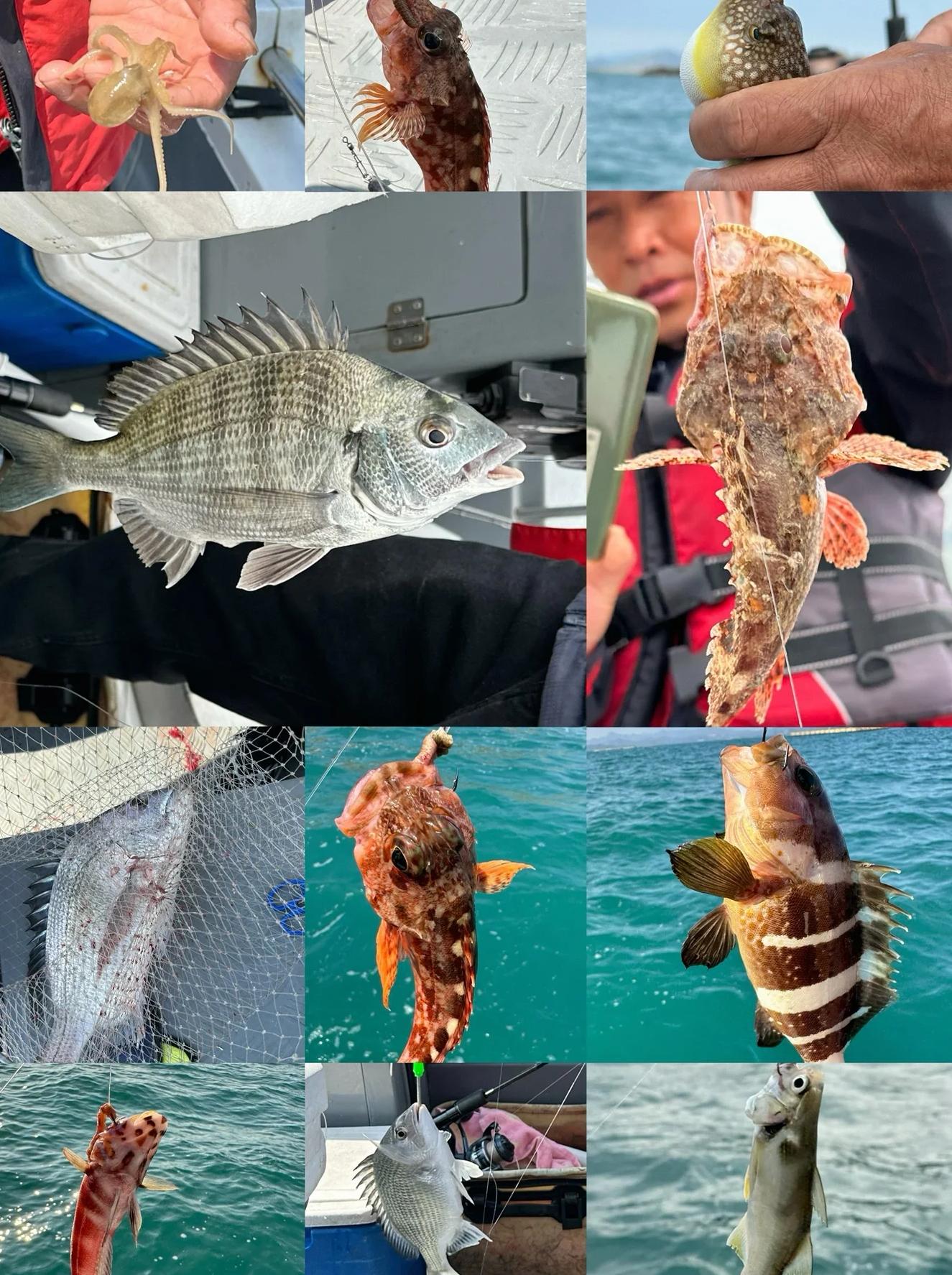 惠州海钓(惠州海钓必去十大地点)