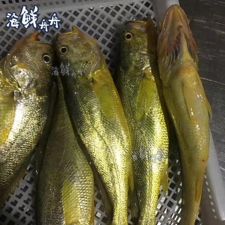 大连海钓溜黑黄鱼(大连黄鱼怎么钓)