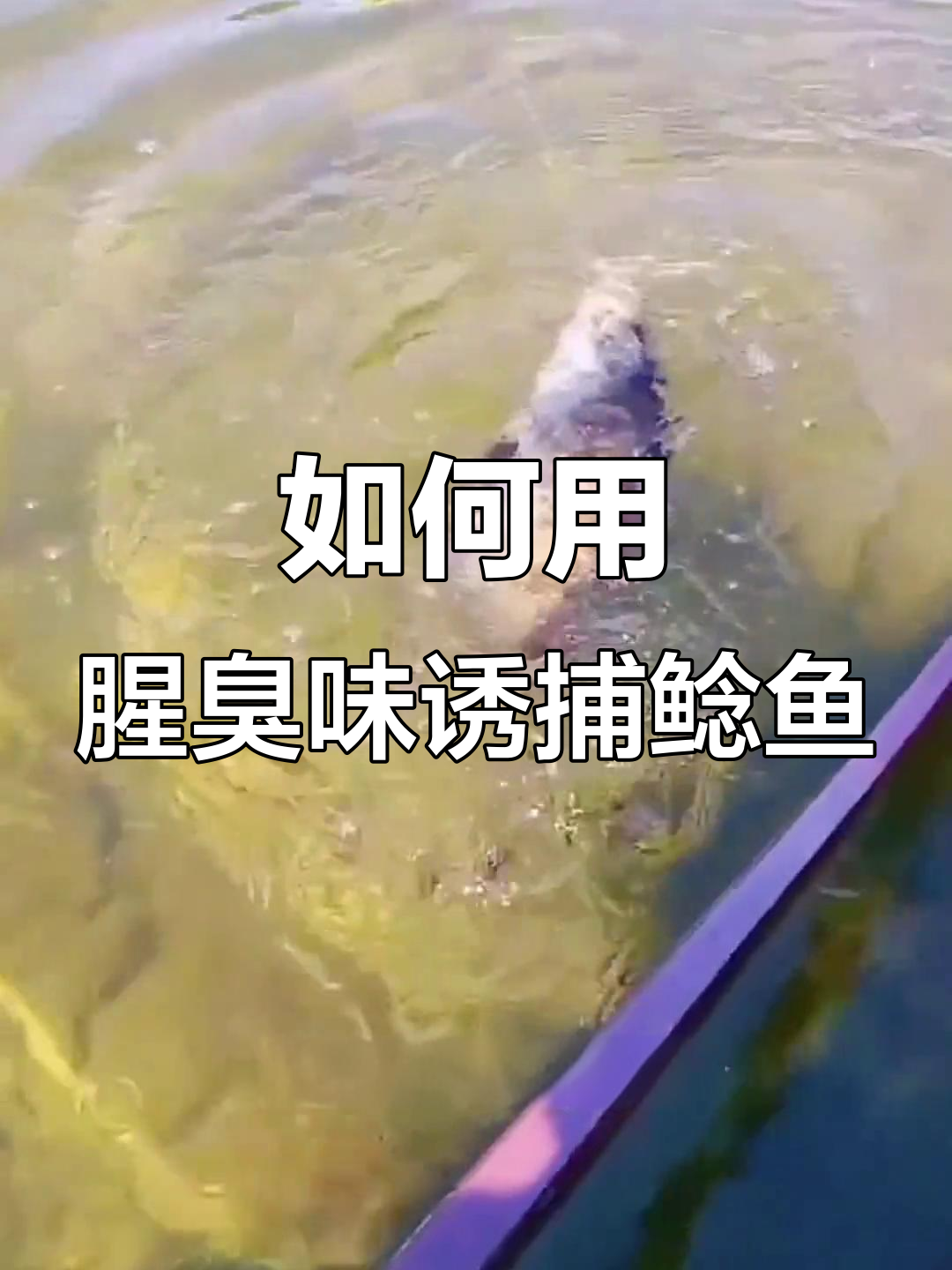 北方冰钓鲶鱼技巧(北方冰钓鱼用什么饵)