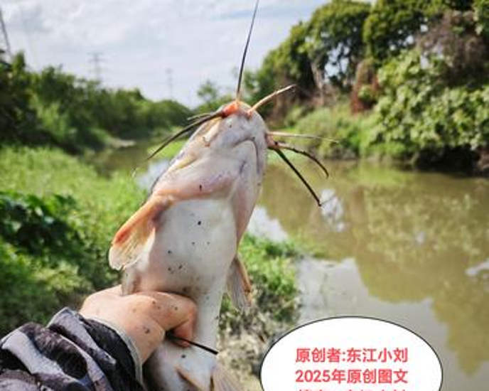 钓过山鲫的技巧(钓过山鲫鱼用什么诱饵料)
