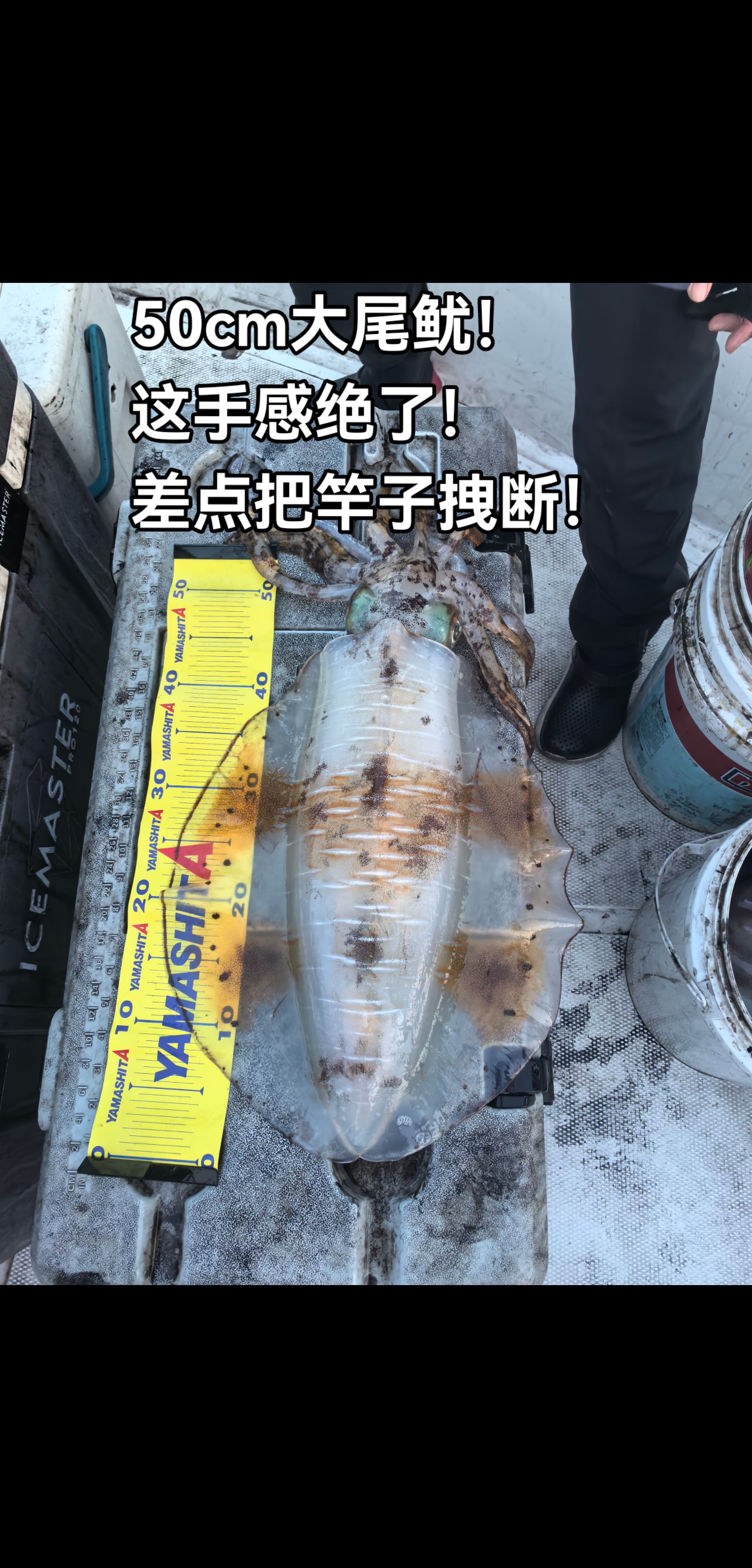 海钓鱿鱼的正确方法(海钓鱿鱼钓法)