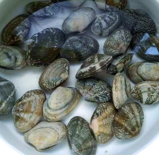 海钓用花蛤(海钓花鲈技巧)